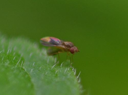 Campichoeta sp.
